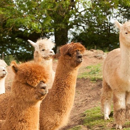 The Llama Hut Kirklevington エクステリア 写真