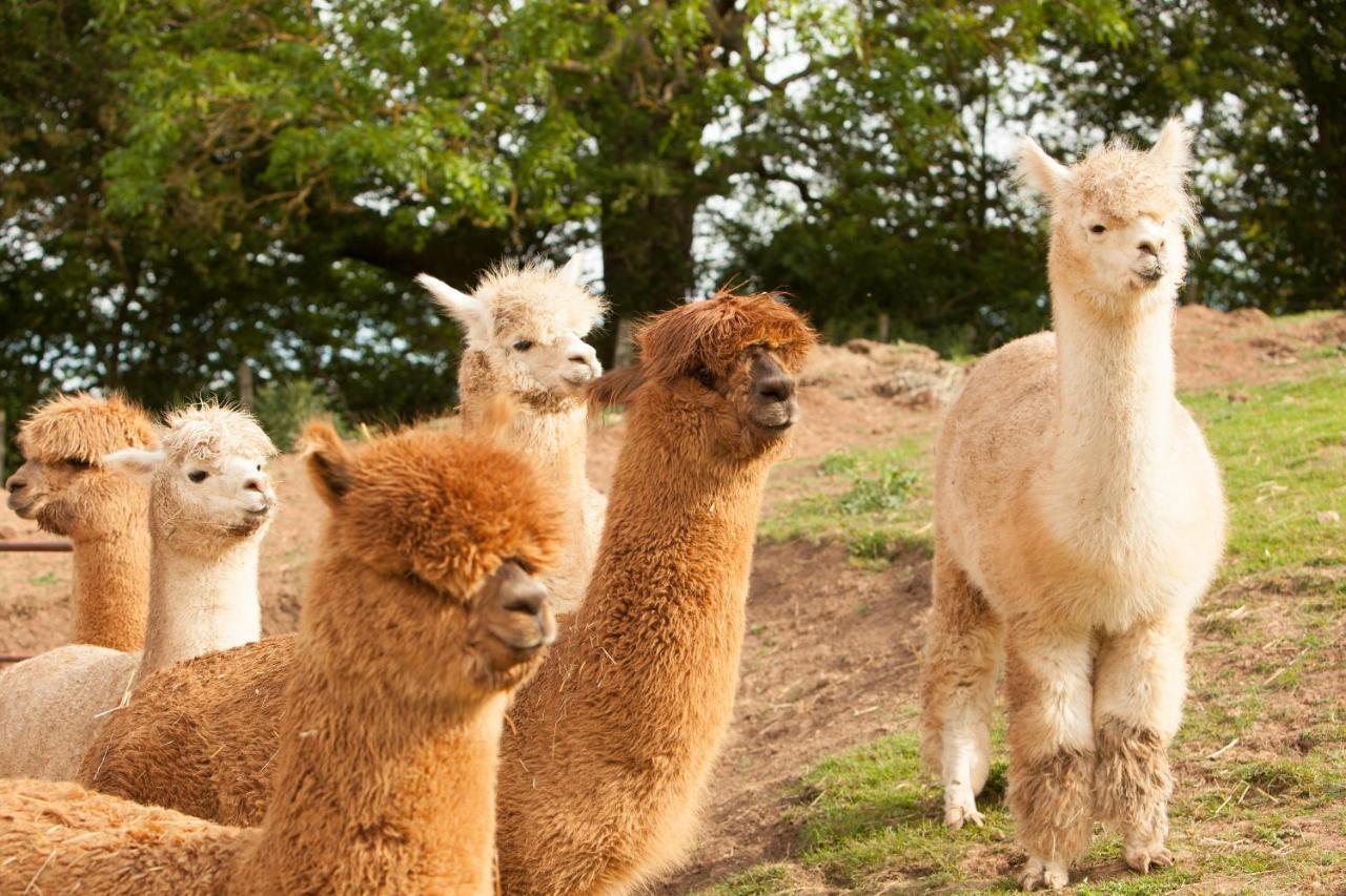 The Llama Hut Kirklevington エクステリア 写真